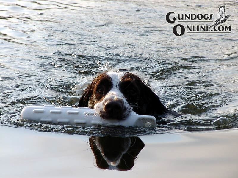 dog swimming with toy