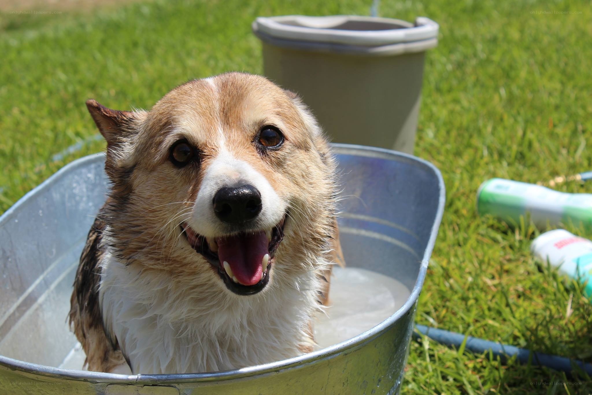 dog taking a bath in tub