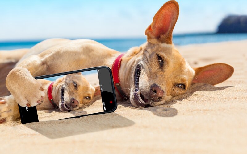 Dog Taking Selfie
