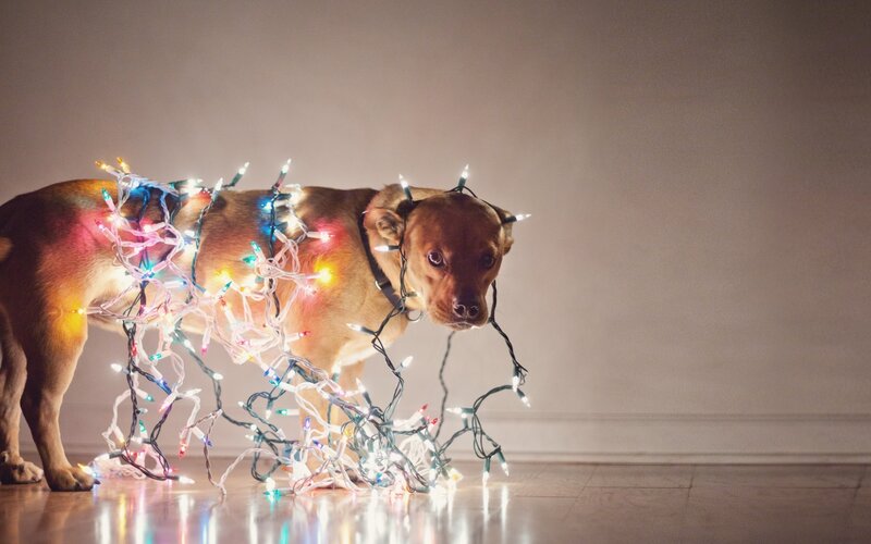 dog tangled in lights