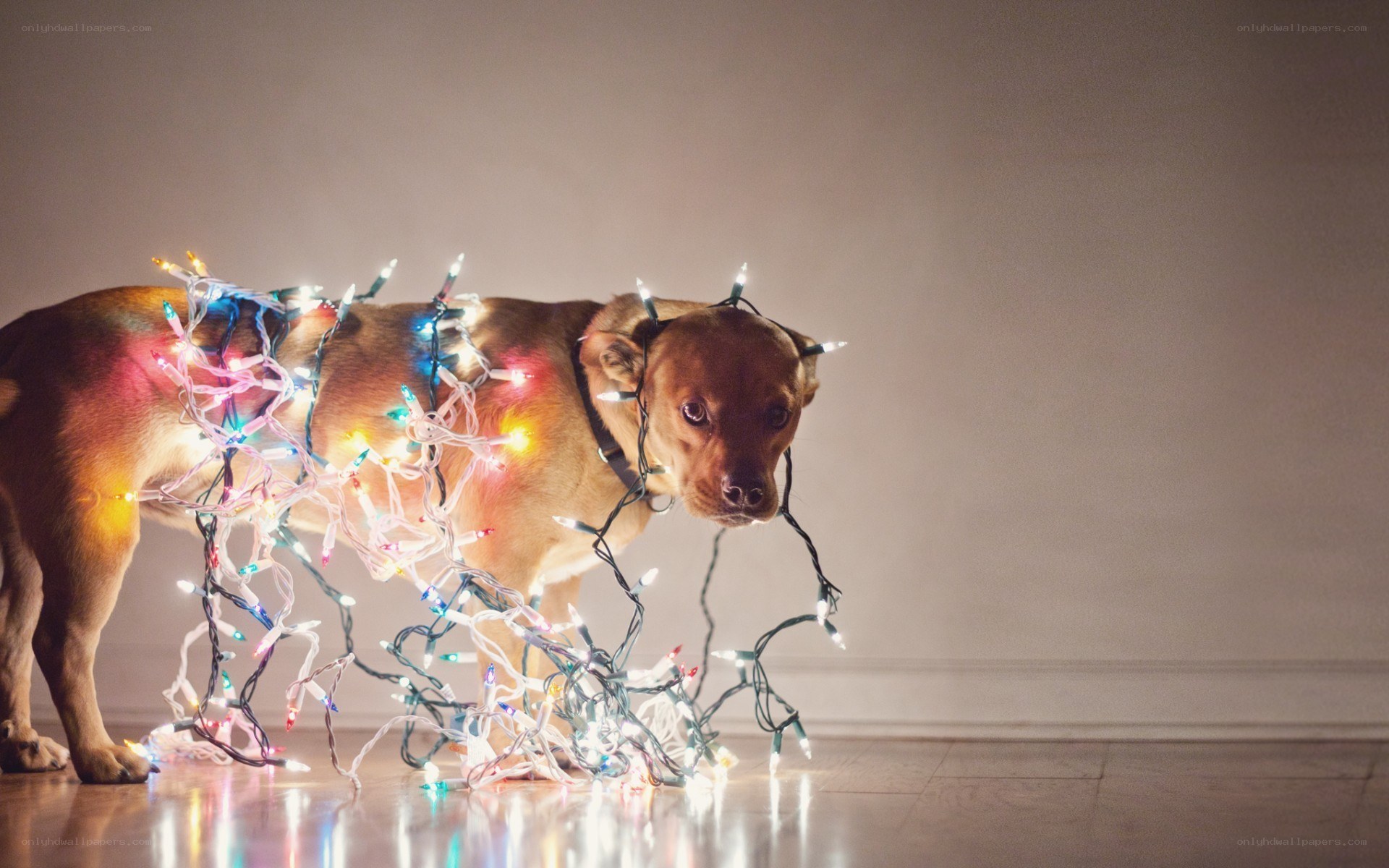 dog tangled in lights
