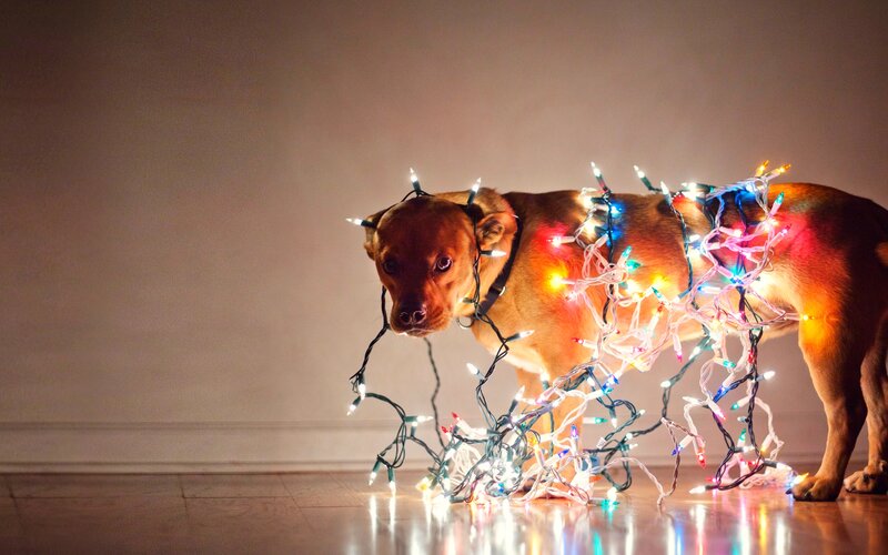 Dog Tangled in Lights — Brown