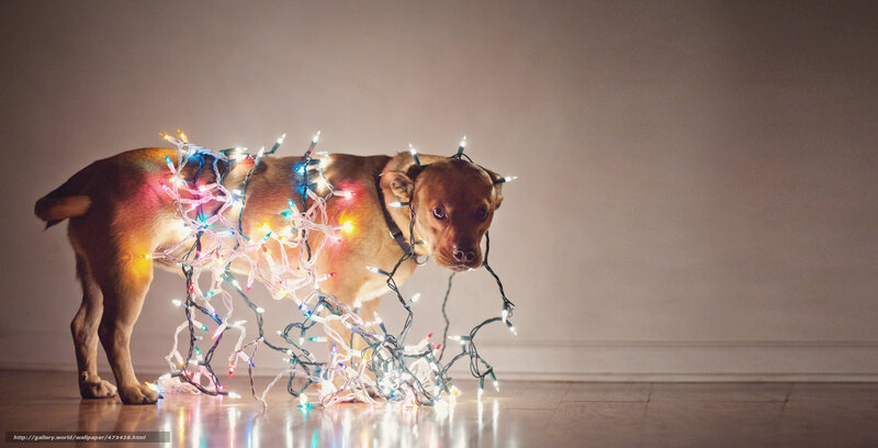 dog tangled in lights