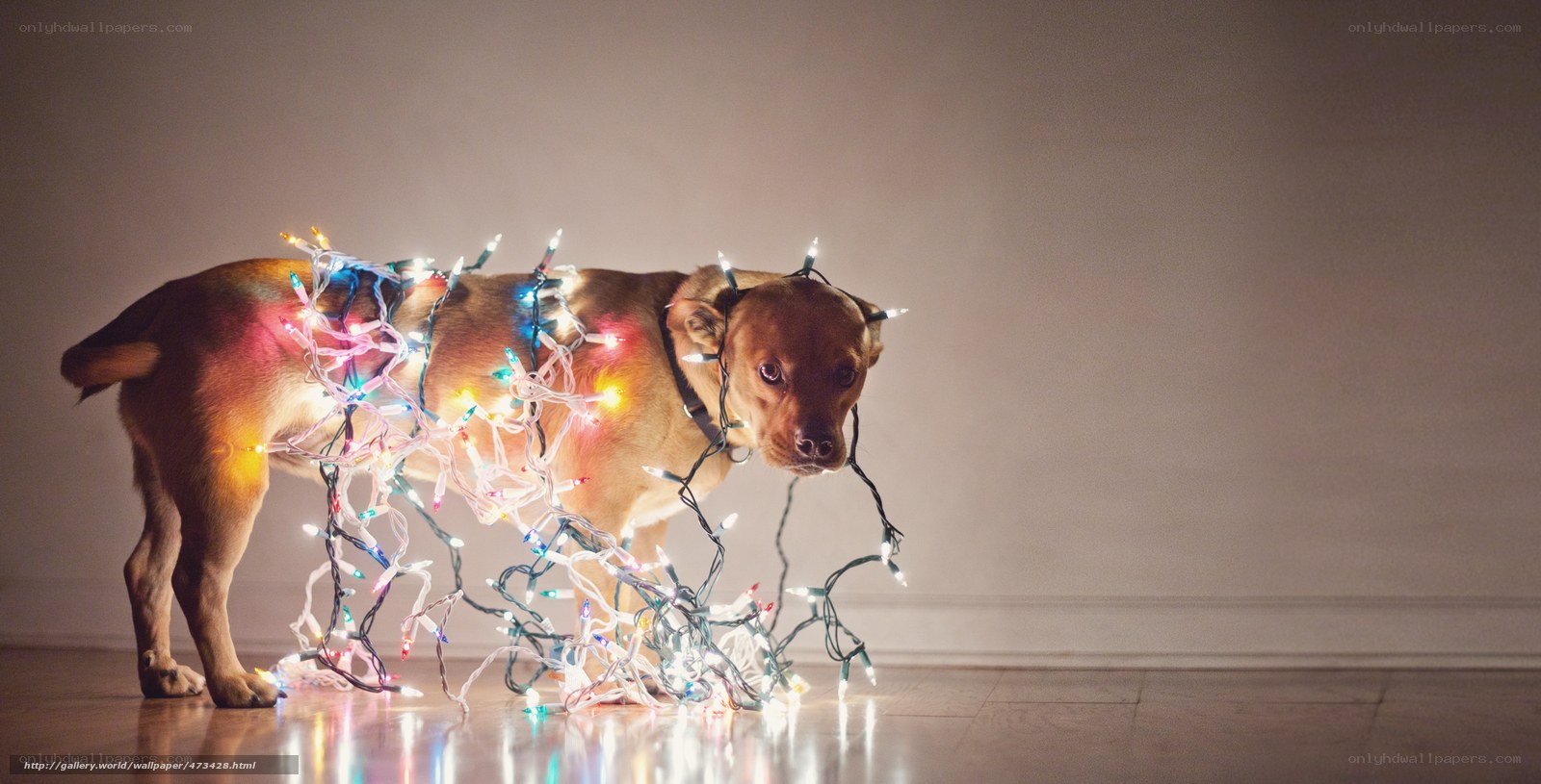 dog tangled in lights