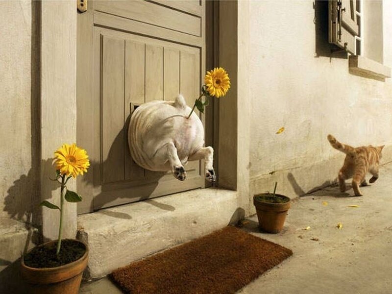 Dog Through Pet Door