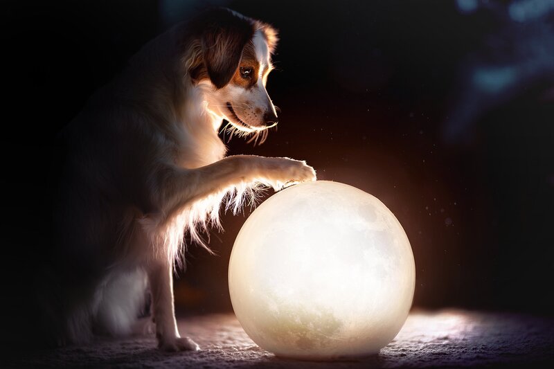 Dog Touching Moon