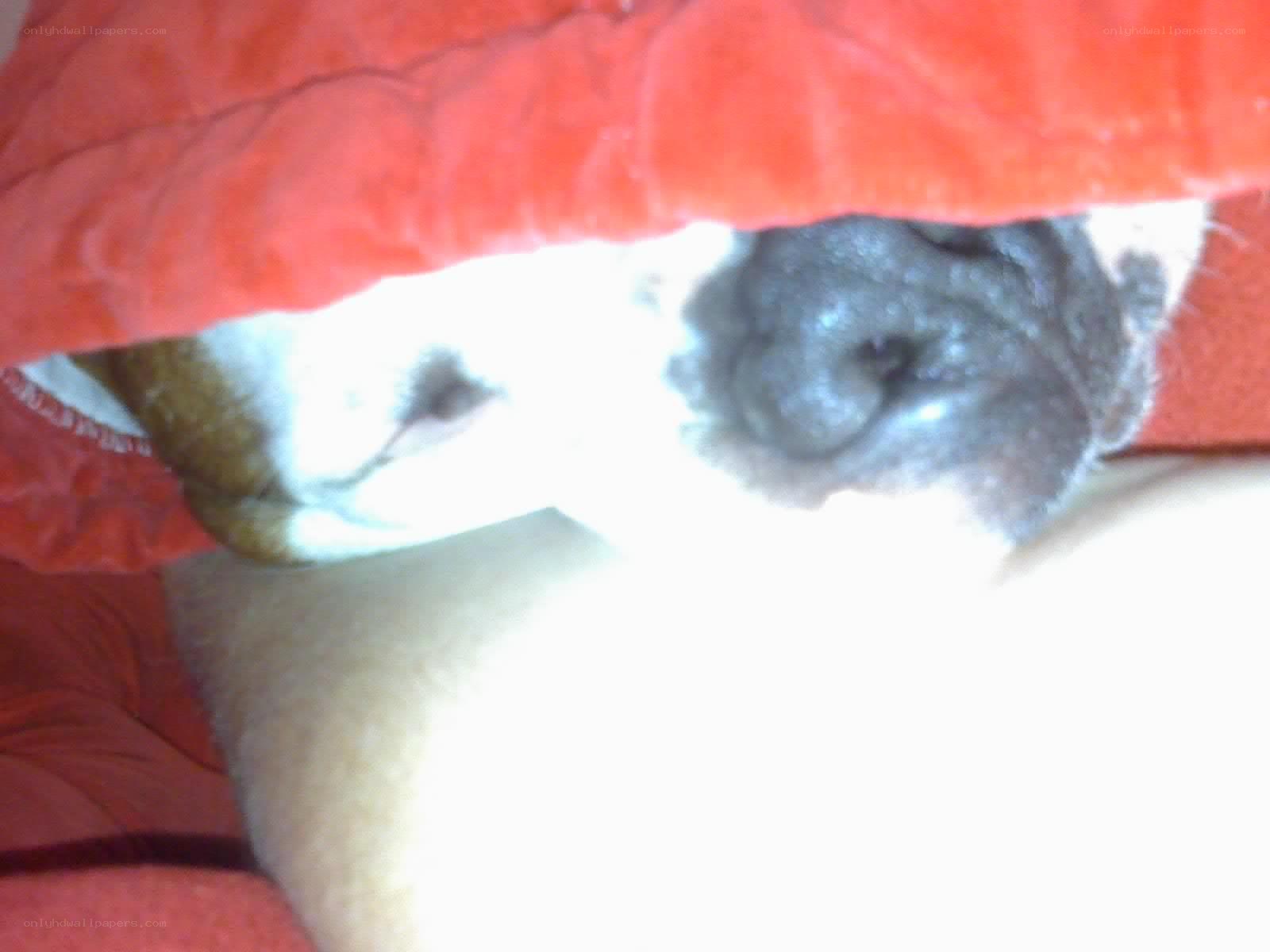 dog under a blanket