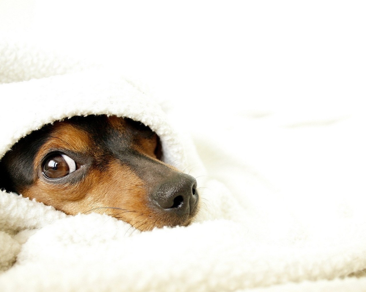 dog under a blanket