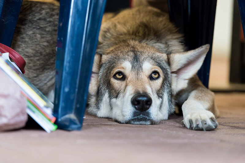 Dog under a Chair