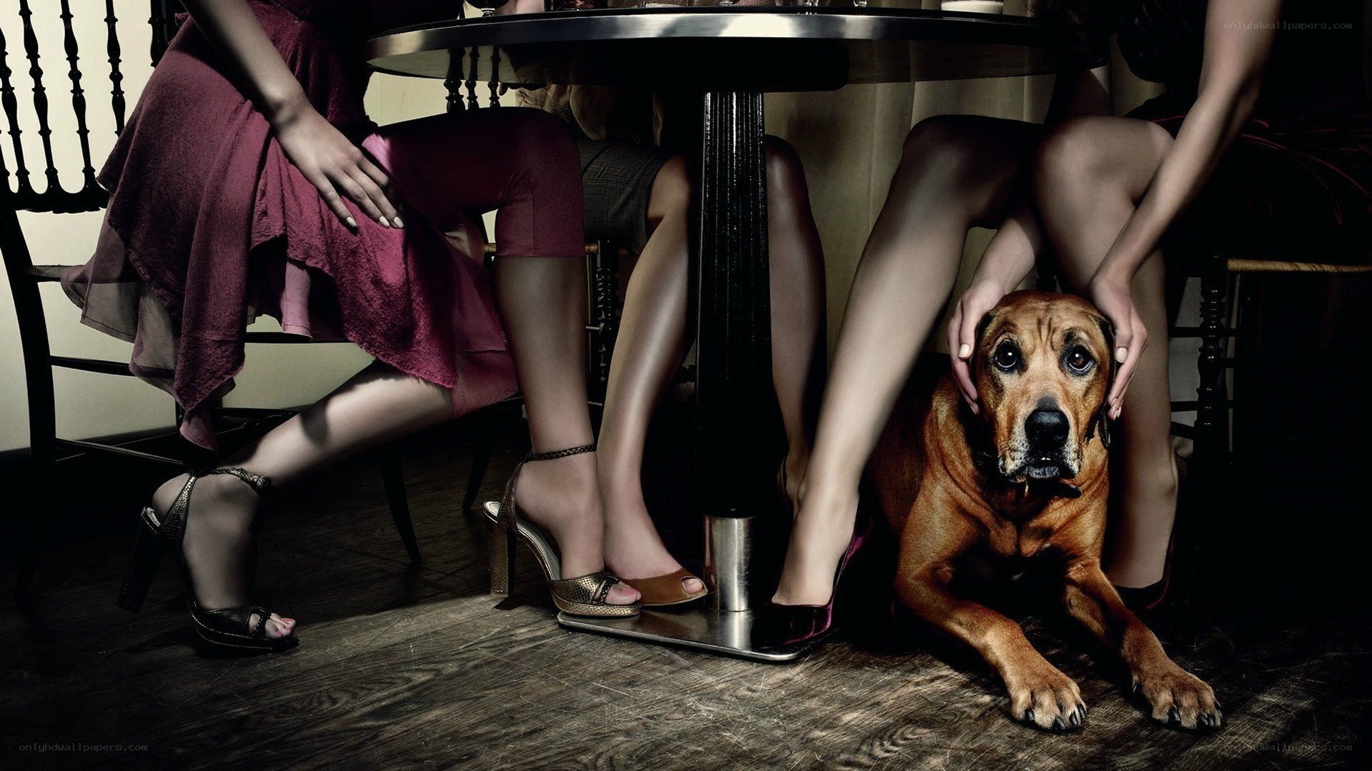 Dog under a table with women