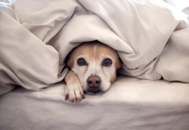 Dog under Blanket — Bed