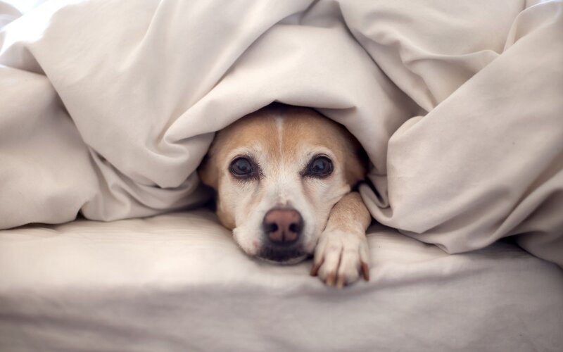 Dog under Blanket — Beige