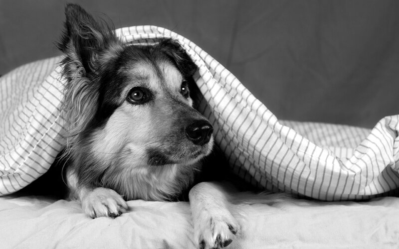 Dog under Blanket — Black