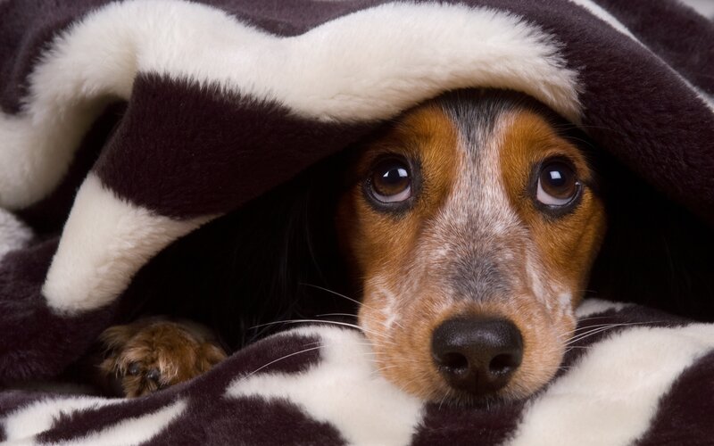 Dog under Blanket — Brown, Calm, Photograph
