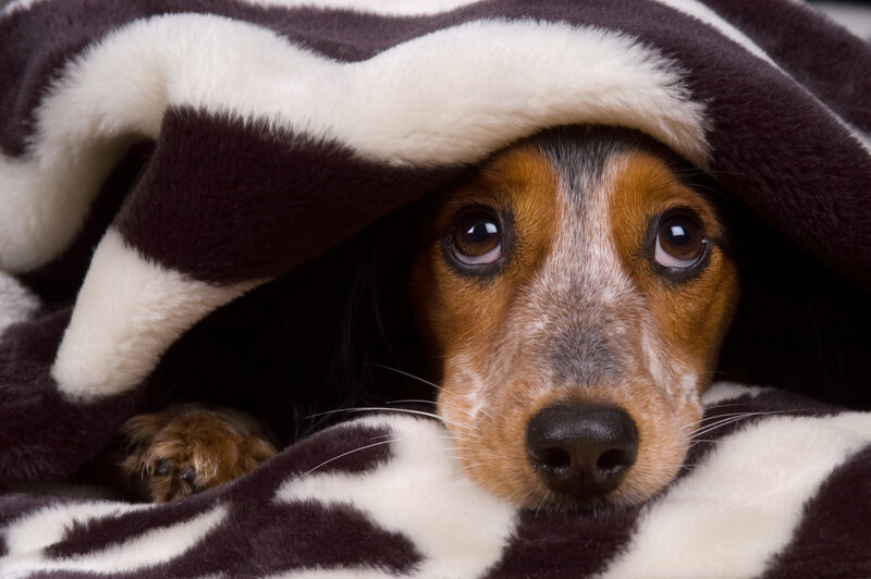 Dog under Blanket — Brown, Calm