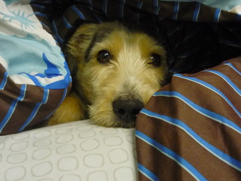 Dog under Blanket — Brown