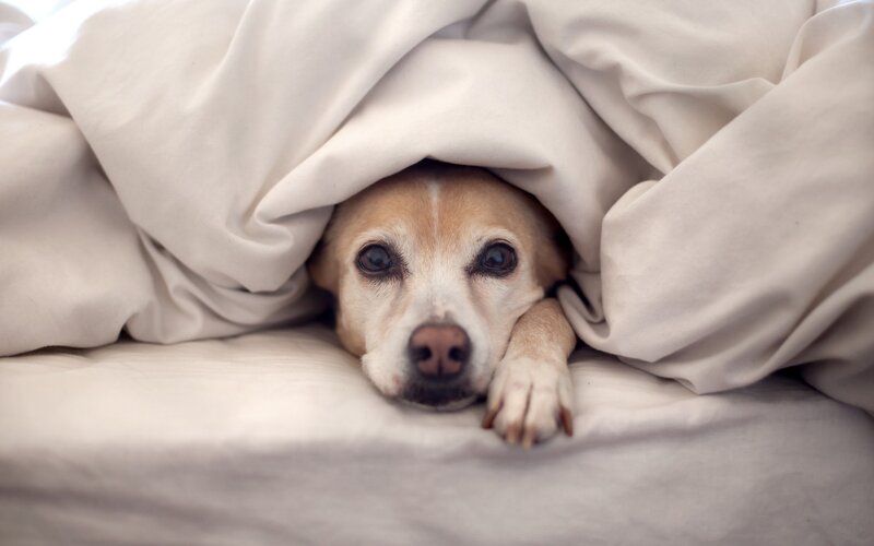 Dog under Blanket — Calm