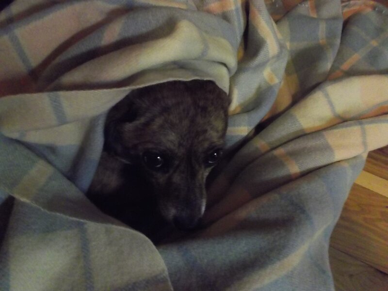 Dog under Blanket — Gray