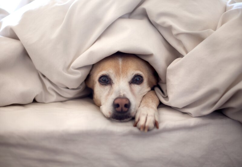 dog under blanket on bed
