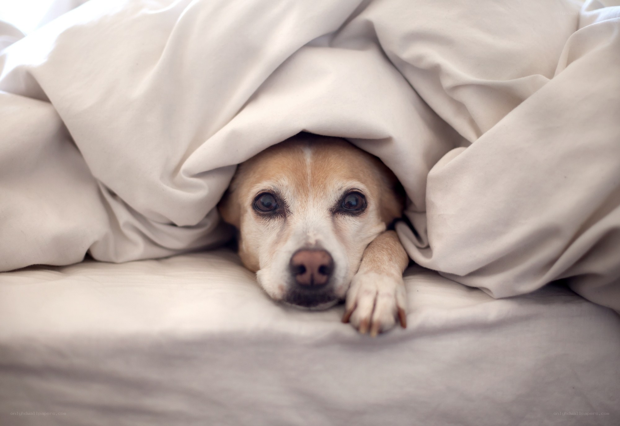 dog under blanket on bed