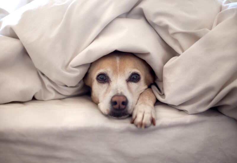 Dog under Blanket — Photograph