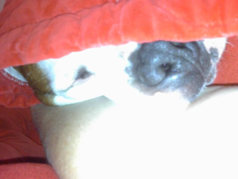 Dog under Blanket — Red, Cozy
