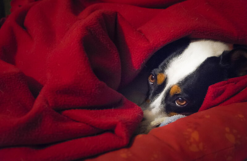 Dog under Blanket — Red
