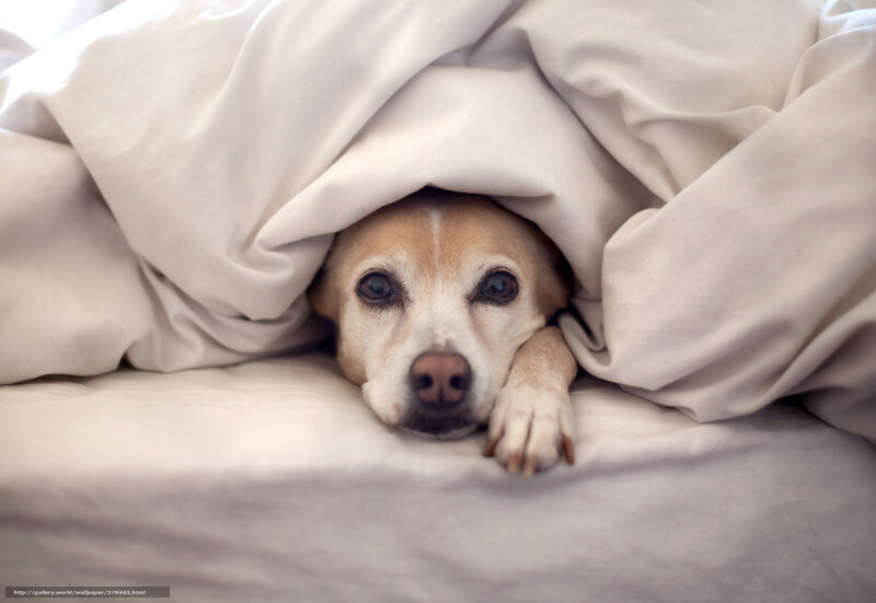 dog under blanket