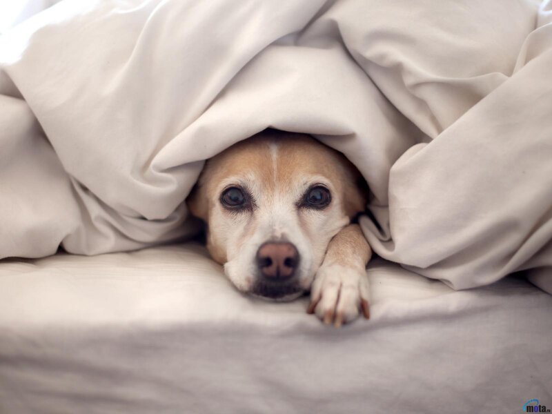 Dog under Blanket — White, Calm, Photograph, Bed