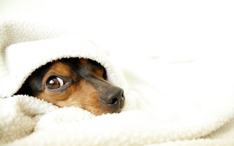 Dog under Blanket — White, Calm, Photograph