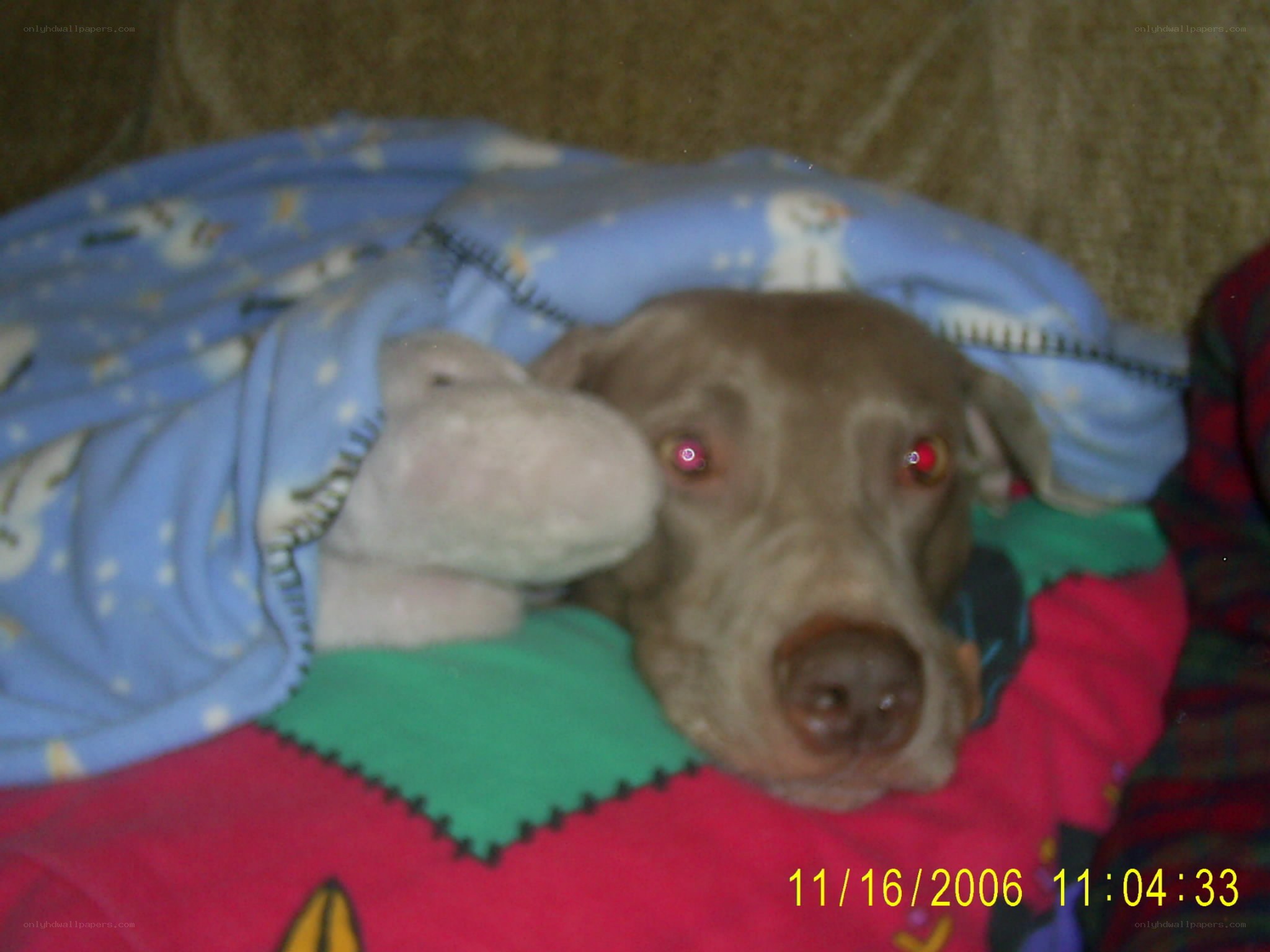 dog under blanket with toy