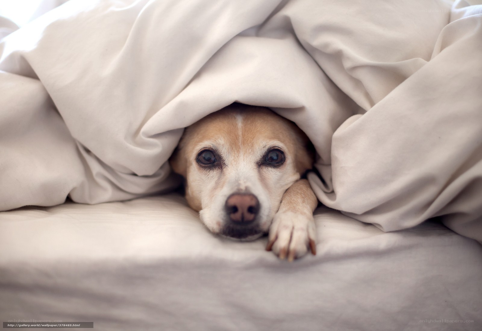 dog under blanket