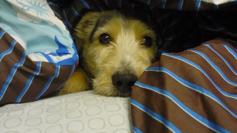 dog under blankets