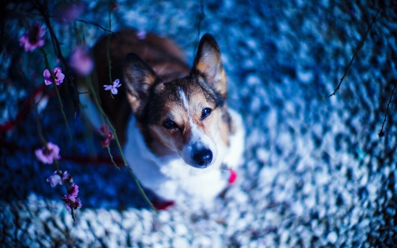 dog under blossoming branches