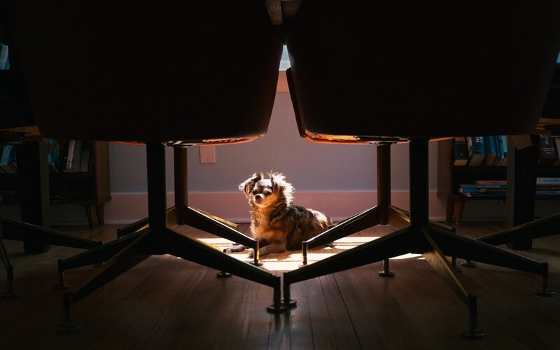 Dog under Chairs
