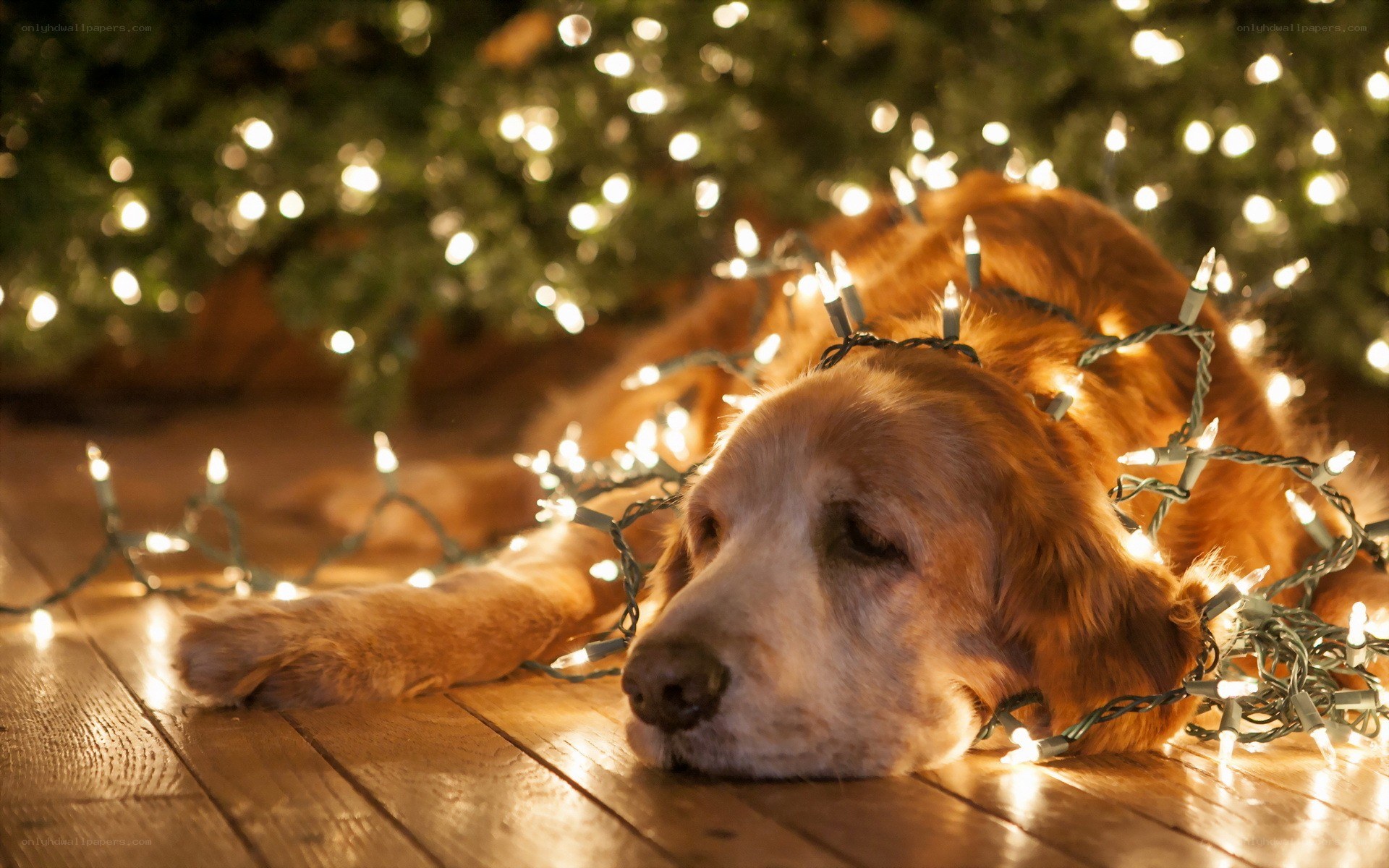 dog under Christmas lights
