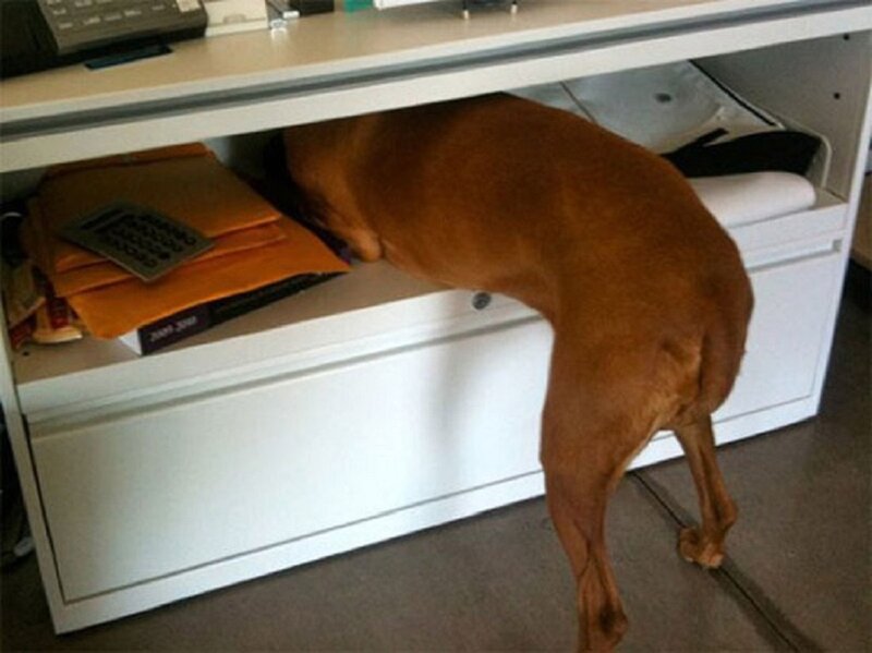 Dog under Desk