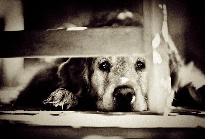 Dog under Furniture
