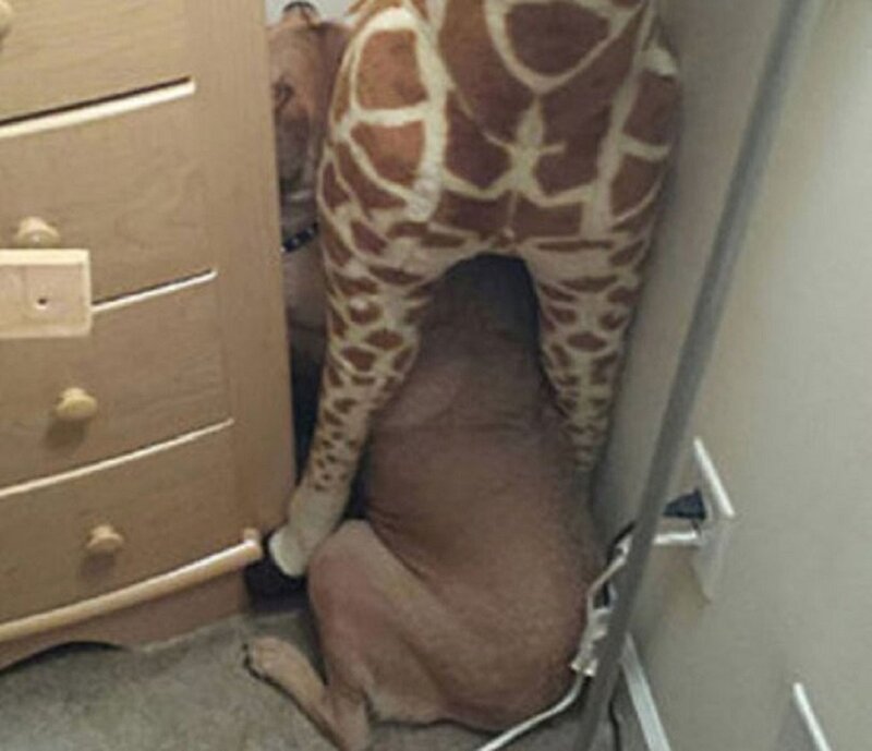 Dog under Giraffe Costume