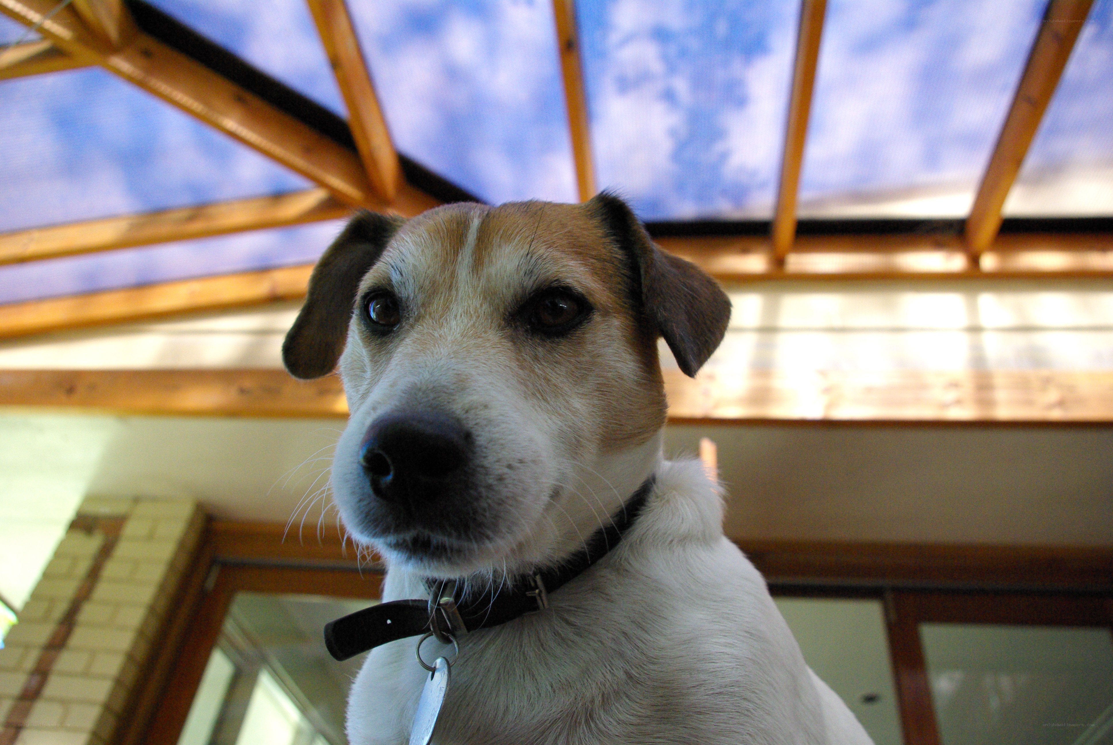dog under glass roof