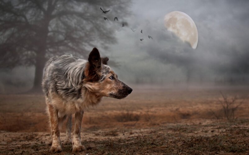 dog under moonlit sky