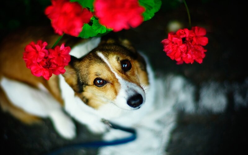 dog under red flowers