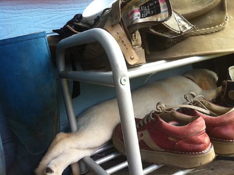 Dog under Shoe Rack
