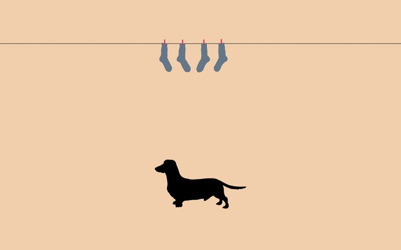 dog under socks on line