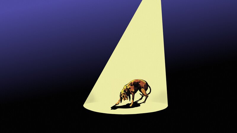 Dog under Spotlight