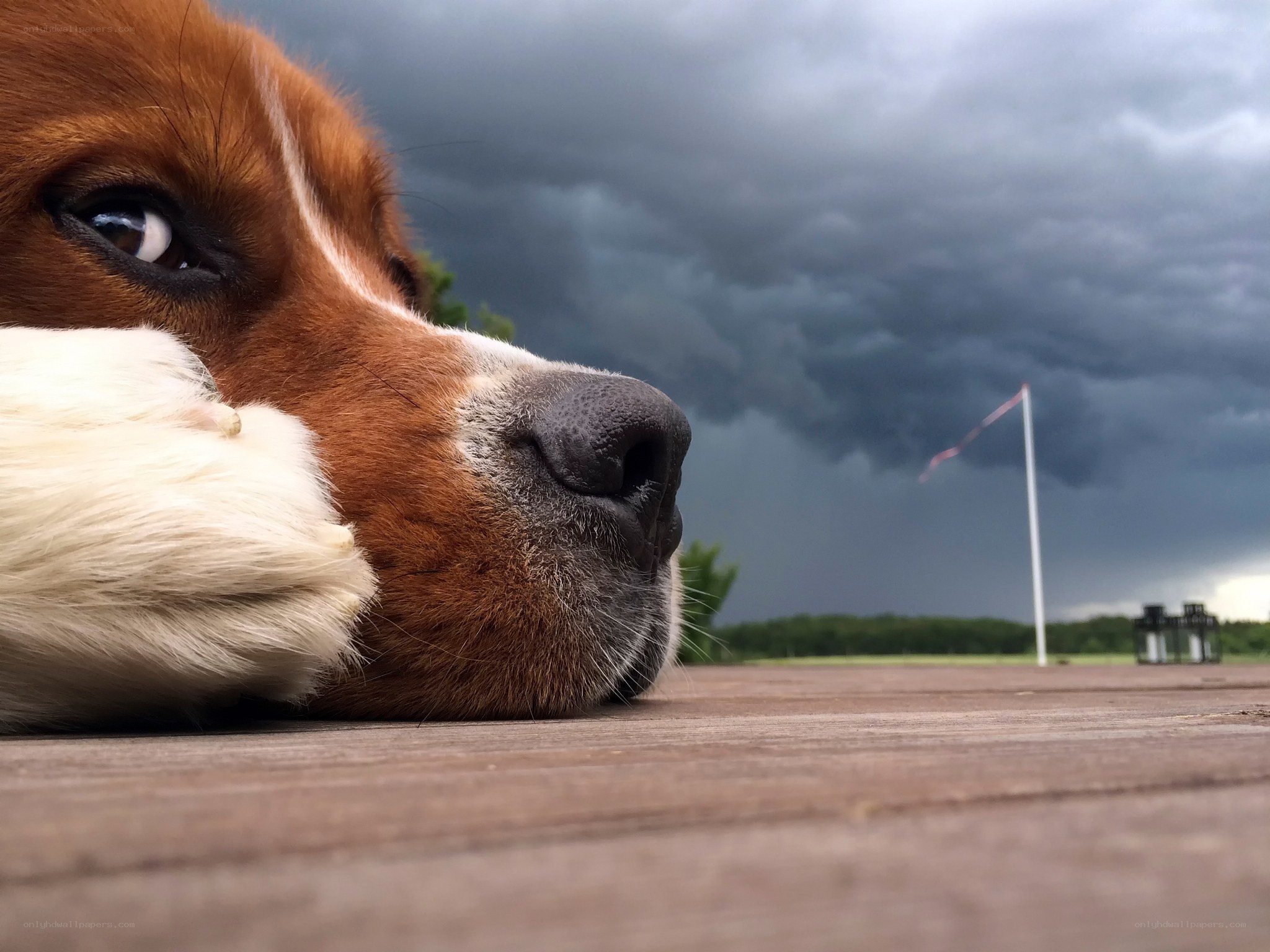 dog under stormy sky