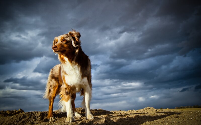 dog under stormy sky
