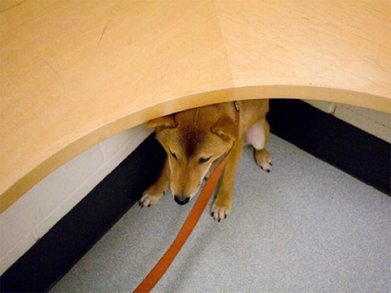 Dog under Table — Brown, Calm, Photograph
