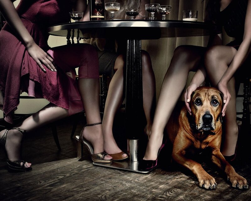 Dog under Table — Brown, Dramatic, Night, Photograph