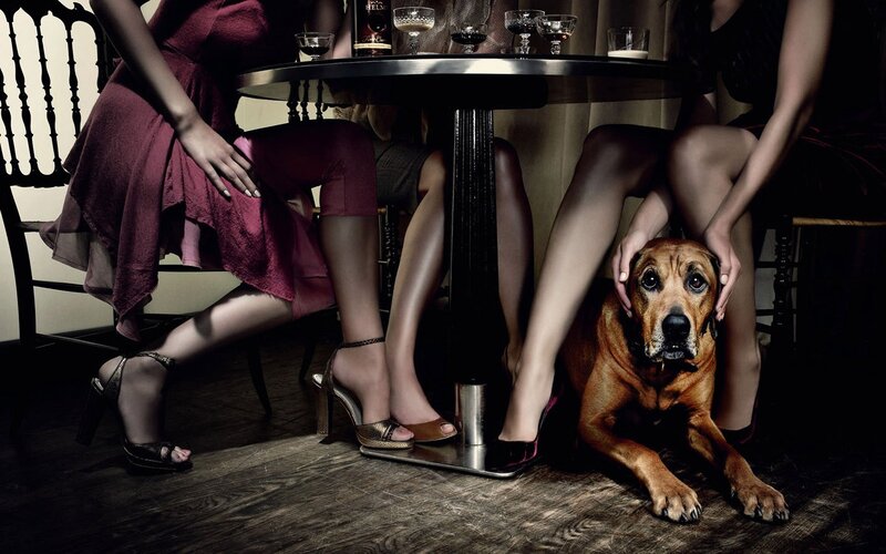 Dog under Table — Brown, Dramatic, Night, Photograph, Women, High Heels, Black, Maroon